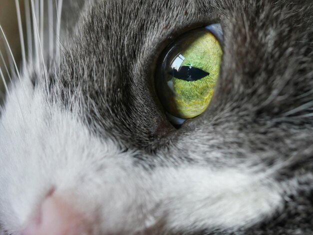 Photo extreme close up of cat