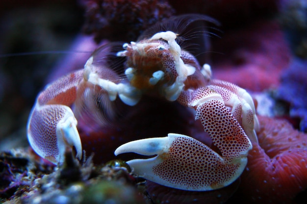 Photo extreme close up of crab