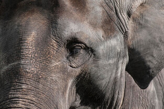 Foto extremo primo piano dell'occhio di elefante