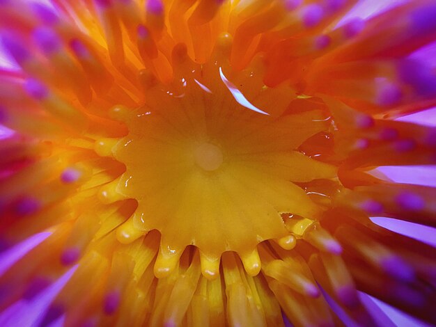 Extreme close-up of flower