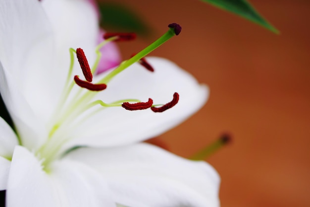 Extreme close up of flower