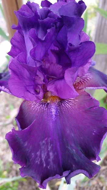 Extreme close up of flowers