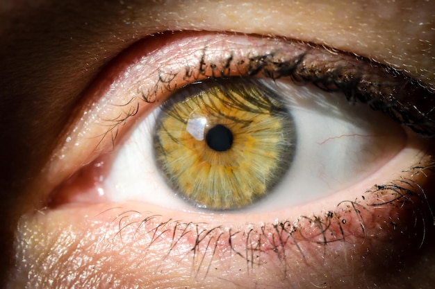 extreme close up of human eye