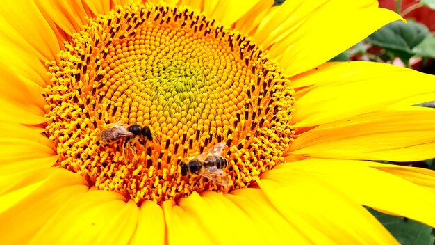 Extreme close-up of insect on sunflower