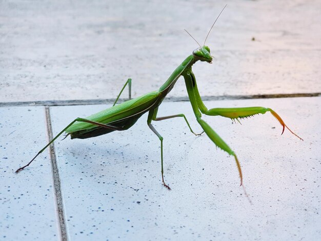 Foto un primo piano estremo di un insetto su un pavimento di piastrelle