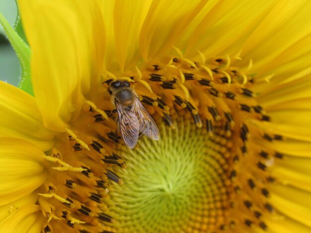 Extreme close-up of insect on yellow flower