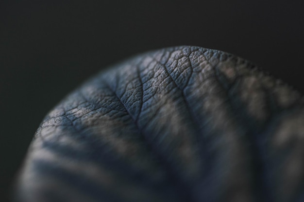 Photo extreme close-up of leaf