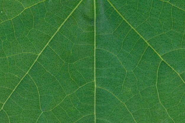 Photo extreme close-up of leaf