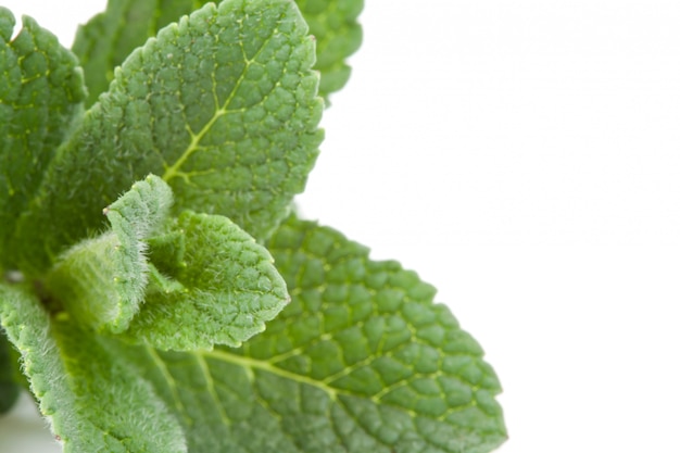 Extreme close up of mint