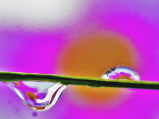 Extreme close up of multi colored pink flower