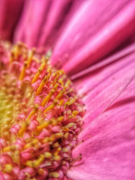 Фото Экстремальный крупный план цветочной пыльцы