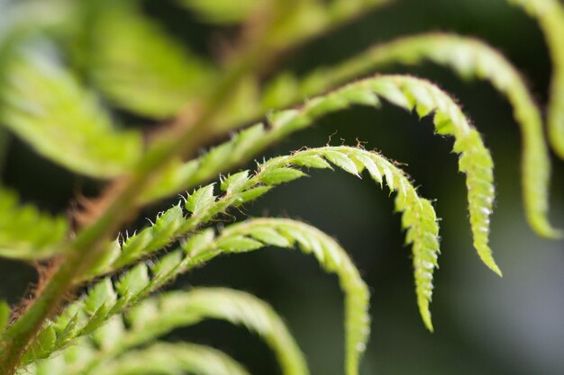 写真 植物の極端なクローズアップ