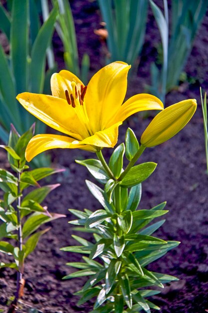 Foto extreme close-up op gele lilly