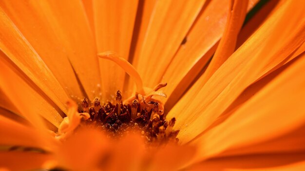 Extreme close-up of orange flower pollen