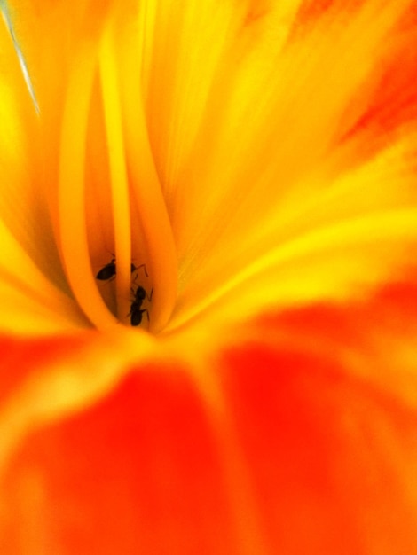 Extreme close-up of orange flower pollen