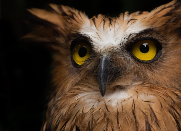 Extreme Close up Owl Face