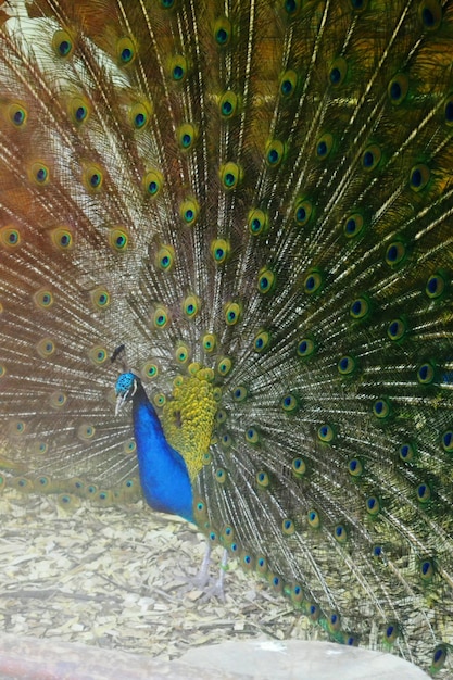 Extreme close up of peacock