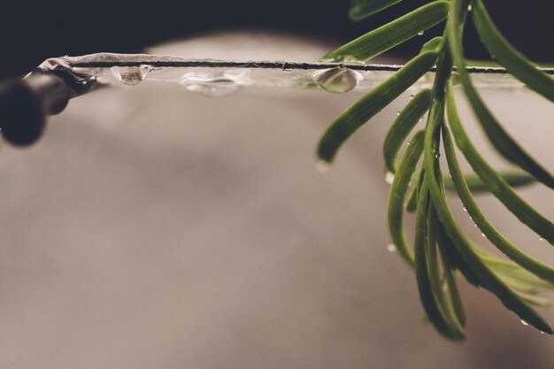 Photo extreme close-up of pine tree during winter