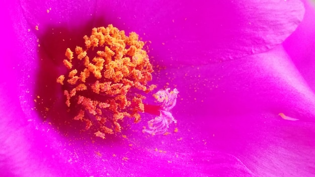Foto prossimo piano estremo di un fiore rosa con il polline arancione