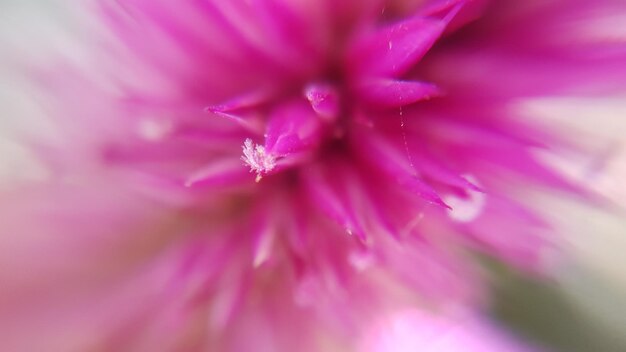 Photo extreme close-up of pink flower