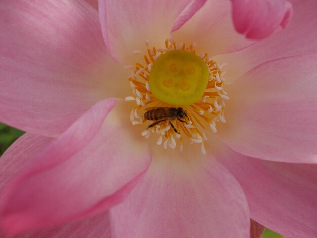 ピンクの花の極端なクローズアップ