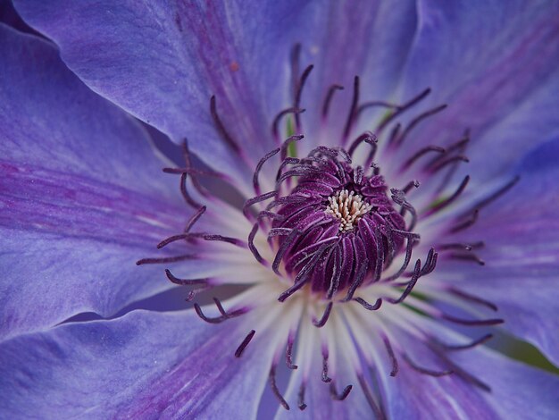 Extreme close-up of pink flower