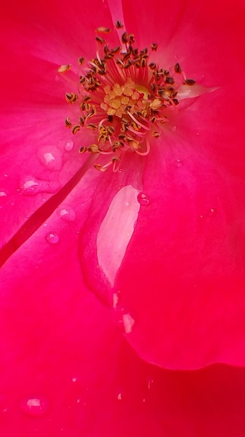 Foto prossimo piano estremo di un fiore rosa