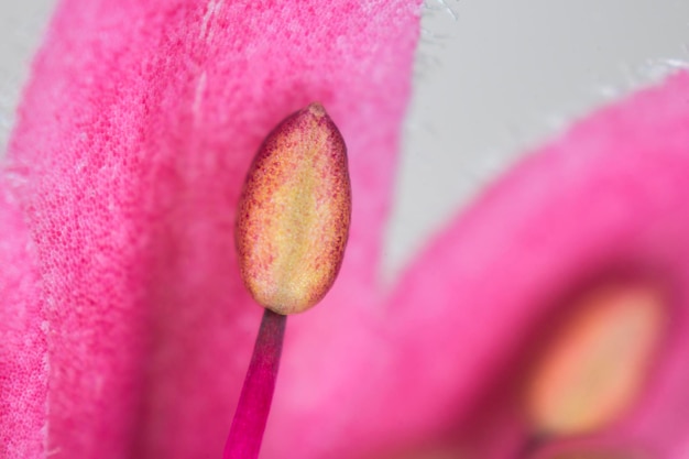 Foto prossimo piano estremo di un fiore rosa