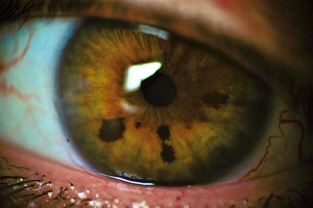 Фото Экстремальный крупный портрет орехового глаза