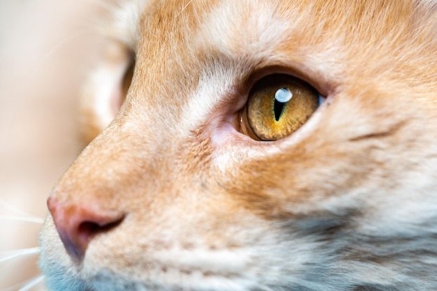 Extreme close-up portret van rode tabby Maine Shag Cat