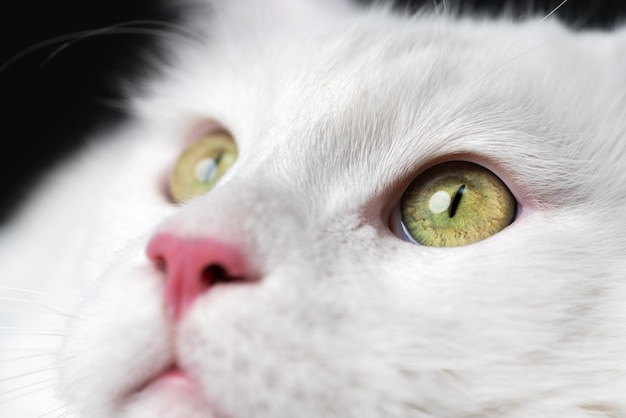 Extreme close-up portret van witte kleur American Longhair Cat op zwarte achtergrond