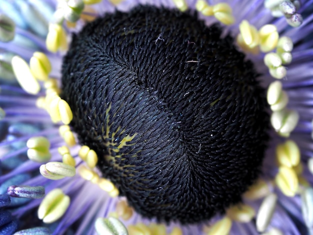 Photo extreme close-up of purple flower