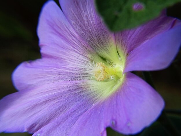 Extreme close-up of purple flower