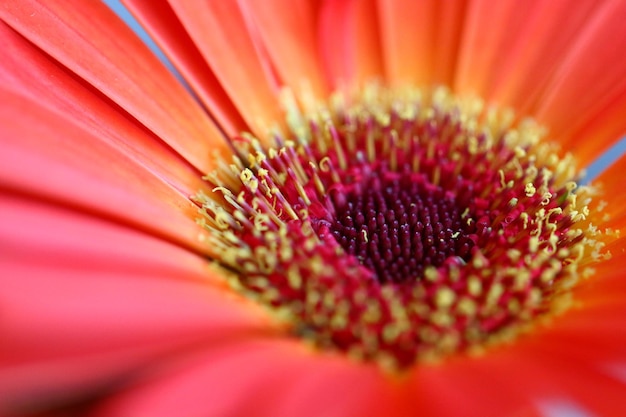 Photo extreme close-up of red flower