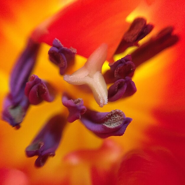 Extreme close up of red flower