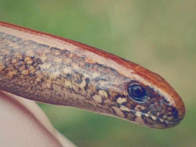 Photo extreme close-up of slow worm