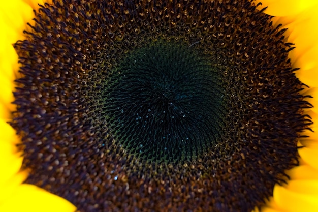 Photo extreme close-up of sunflower pollen