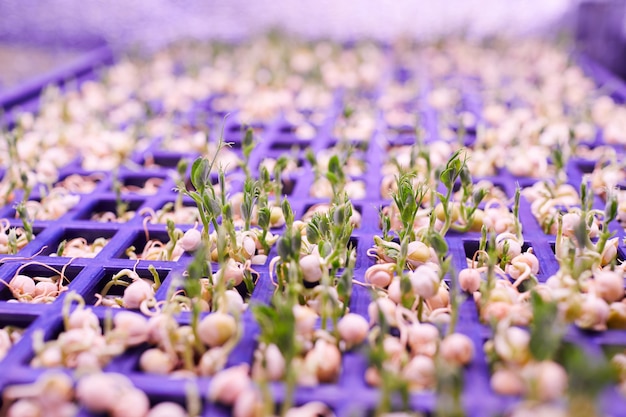 Extreme close up of tiny green sprouts reaching for light in nursery greenhouse, copy space