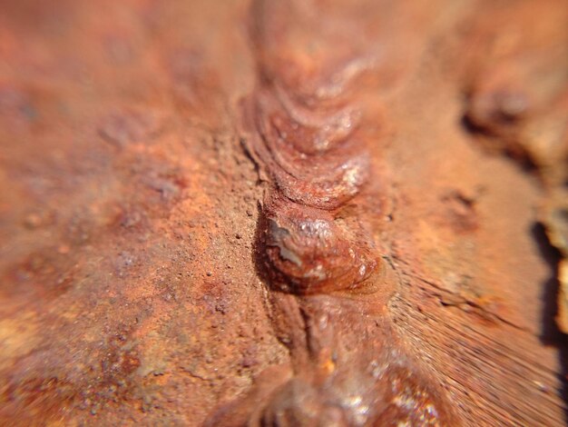 Extreme close up of tree trunk