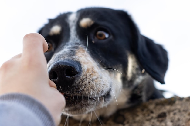 Extreme close up of Unrecognizable person man or woman hand of owner is feeding beautiful smart hungry shy dog with hand cute beautiful pet puppy outdoors