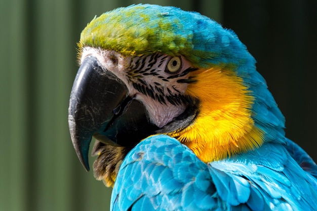 Extreme close-up van blauwe en gouden ara