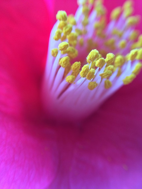 Foto extreme close-up van bloempollen