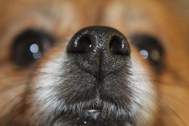 Foto extreme close-up van de snuit van de hond