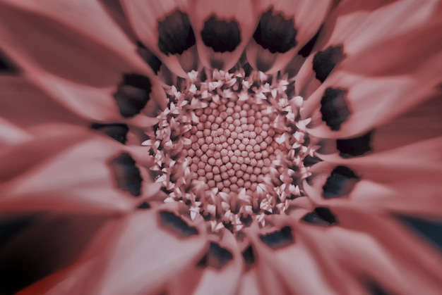 Extreme close-up van een bloem