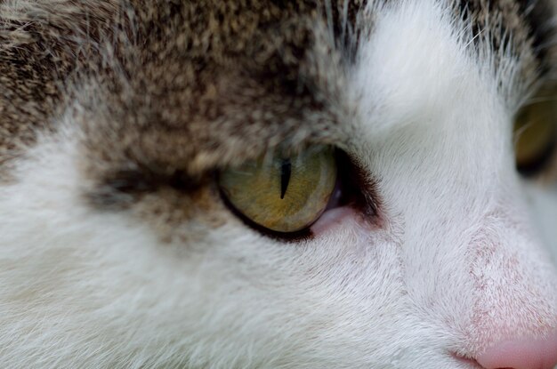 Foto extreme close-up van een kat