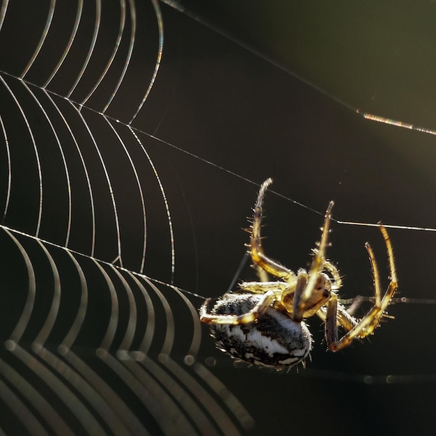 Foto extreme close-up van een spin op het web