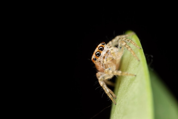 Extreme close-up van een springende spin op een blad op een zwarte achtergrond