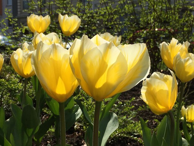 Foto extreme close-up van gele bloemen