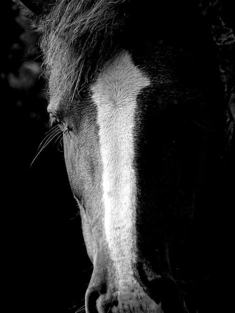 Extreme close-up van het paard
