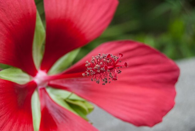 Foto extreme close-up van hibiscus in het park